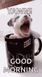 Good Morning Dog Puppy Yawn GIF