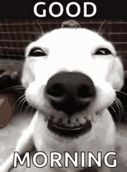 Good Morning Dog Smiling Happily GIF
