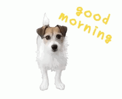 Good Morning Dog Stretching GIF