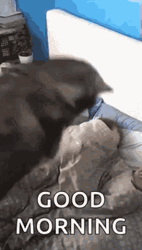 Good Morning Dog Waking Up His Owner GIF