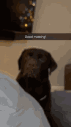 Good Morning Dog Waving Tail GIF