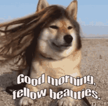 Good Morning Dog With Hair GIF
