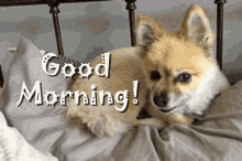 Good Morning Dog Yawning GIF