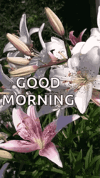 Good Morning Flowers Lilies Moving In The Wind