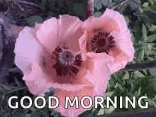 Good Morning Flowers Moving With The Wind