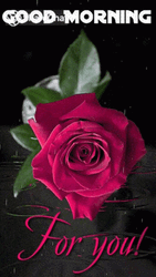 Good Morning For You Pink Rose GIF