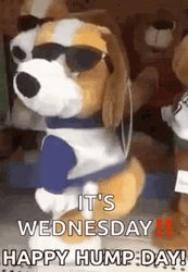 Good Morning Funny It's Wednesday GIF