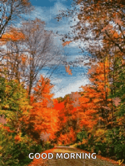 Good Morning GIF