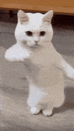 Good Morning GIF