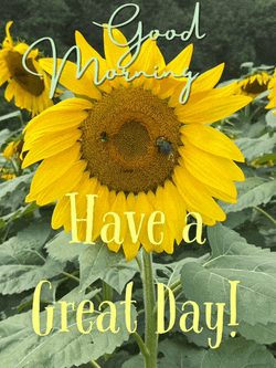 Good Morning Good Morning Beautiful Meme GIF