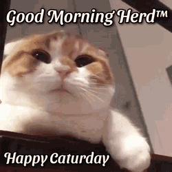 Good Morning Good Morning Herd GIF