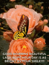 Good Morning Gorgeous Beautiful Butterfly GIF