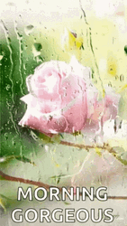 Good Morning Gorgeous Pink Flower GIF