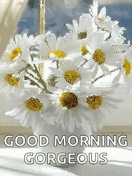Good Morning Gorgeous White Flowers GIF