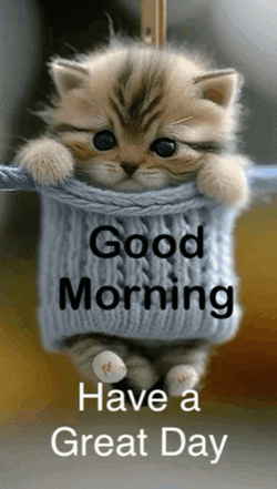 Good Morning Great Day Meme GIF