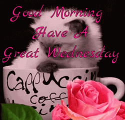 Good Morning Great Wonderful Wednesday Cute Cat GIF