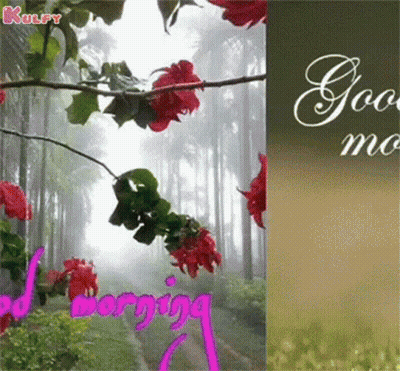 Good Morning Greeting Card With Red Flowers In Forest GIF