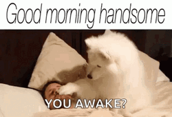 Good Morning Handsome With White Dog GIF