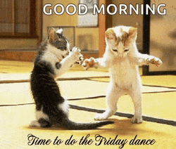 Good Morning Happy Friday Kitties GIF