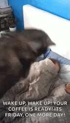 Good Morning Happy Friday Wake Up GIF