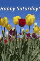 Good Morning Happy Saturday Flowers Focus  GIF