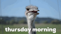 Good Morning Happy Thursday Sleepy Yawning Ostrich
