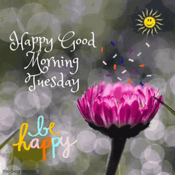 Good Morning Happy Tuesday Be Happy Daisy GIF