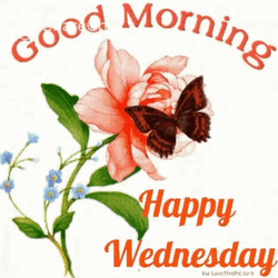 Good Morning Happy Wednesday Butterfly Flower GIF