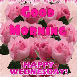 Good Morning Happy Wednesday Pink Roses GIF
