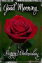 Good Morning Happy Wednesday Rose Fluff Flying GIF
