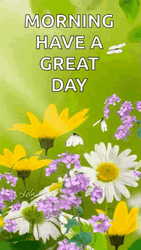 Good Morning Have A Great Day Daisy Flowers GIF