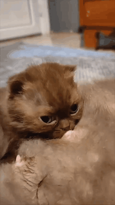 Good Morning Have A Nice Day My Darling Card GIF