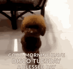 Good Morning Have Disco Tuesday