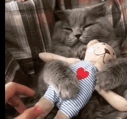 Good Morning Hug Cat Stuffed Toy