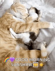 Good Morning Hug Mother Baby Cat GIF