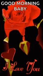 Good Morning I Love You Red Rose GIF