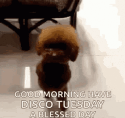 Good Morning It's Tuesday Dancing Poodle GIF