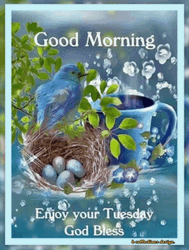 Good Morning It's Tuesday Nesting Blue Bird GIF