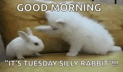 Good Morning It's Tuesday Playing Cat And Rabbit GIF