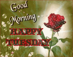 Good Morning It's Tuesday Shiny Red Rose GIF