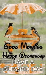 Good Morning It's Wednesday Blessed Day GIF
