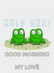 Good Morning Kiss Couple Frog