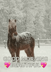 Good Morning Magnificent Horse On Winter