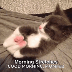 Good Morning Mom Kitty Cat Stretches GIF