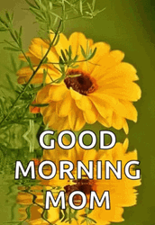 Good Morning Mom Yellow Flower Reflection GIF