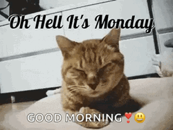 Good Morning Monday Funny Sleepy Cat GIF