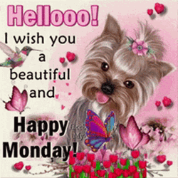 Good Morning Monday Funny Yorkshire Terrier Dog GIF
