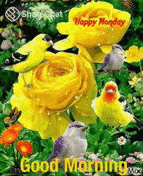Good Morning Monday With Different Species Of Bird GIF