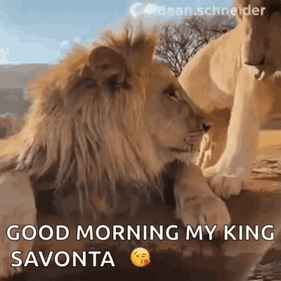Good Morning My King Savonta Lions GIF