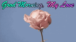 Good Morning My Love I Love You Blooming Flower GIF